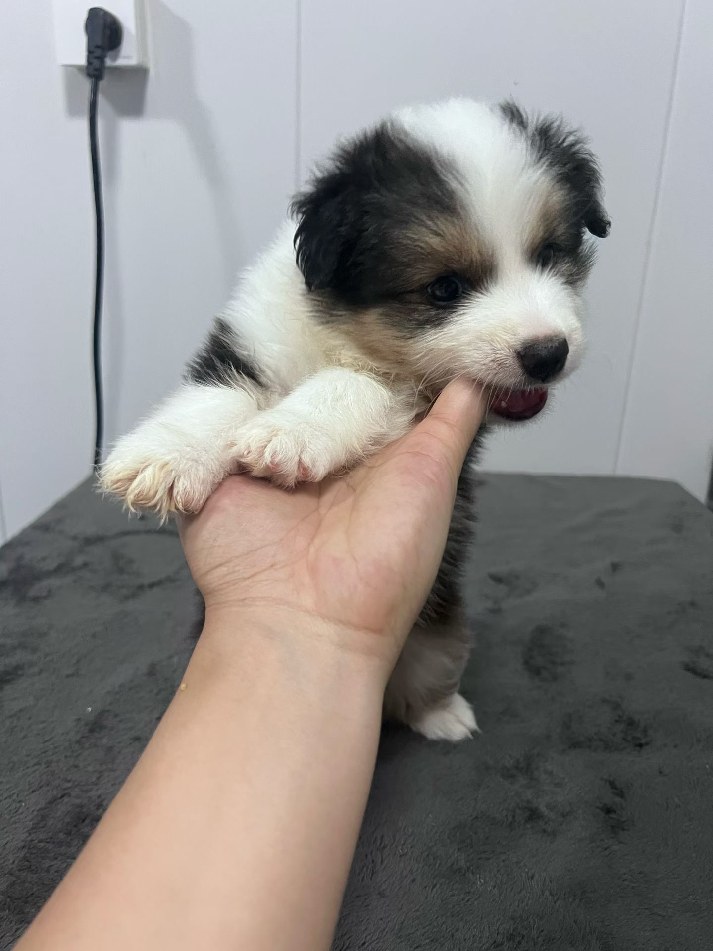 稀有黑白三色边牧妹妹